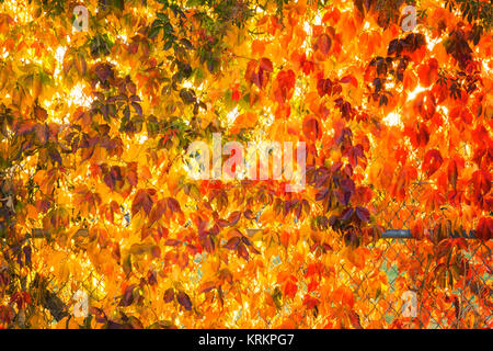 Bunte Blätter im Herbst Stockfoto
