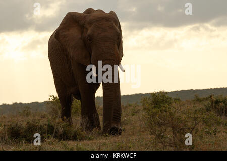 Bush Elephant zu Fuß entfernt von den Wolken Stockfoto