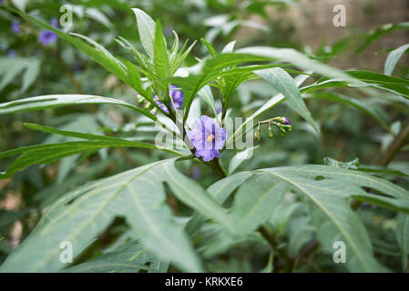 Solanum laciniatum Stockfoto