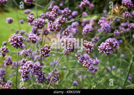 Verbena bonariensis Stockfoto