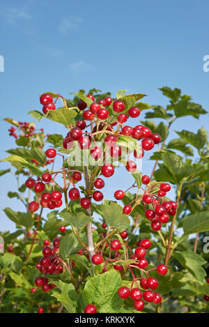 Viburnum opulus Stockfoto