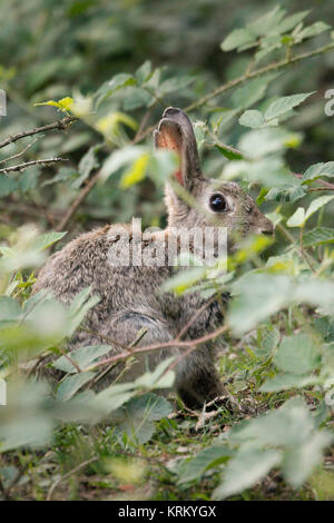 hase sitzt im Wald auf einer Lichtung im grünen Gras Stockfoto