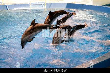 Die Leistung der Delfine in Delphinarien. Stockfoto