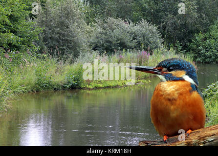 Eisvogel alcedo atthis Stockfoto