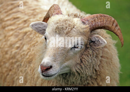 Junge skudde Ovis ammon Aries Stockfoto