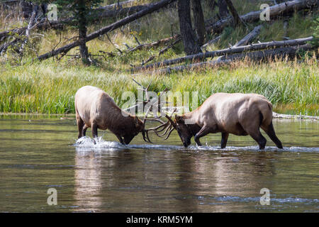 Kämpfende Wapiti Hirsche am Madison River. Kämpfen elk Stiere Madison am Fluss. Stockfoto