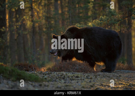 Braunbär (Ursus arctos), kräftig und mächtig nach, stand am Rande einer Lichtung in einem borealen Wald, ersten warmen Morgen Hintergrundbeleuchtung, Europa. Stockfoto