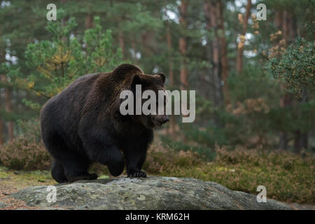 Europäische/Braunbaer Braunbär (Ursus arctos), zu Fuß über Felsen entlang der Kante einer borealen Nadelwald, voller Körper, Seitenansicht, Europa. Stockfoto