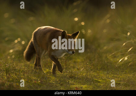 Red Fox (Vulpes vulpes) Wanderungen durch Wiesen, spät am Abend, wenig Sonnenlicht, Hintergrundbeleuchtung, Situation, voller Atmosphäre, Wildlife, Europa. Stockfoto
