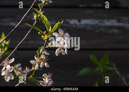 Frühjahr blühenden Zweig auf hölzernen Hintergrund Stockfoto