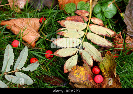 Herbstblätter und Vogelbeeren mit Regentropfen. Bunte Vielfalt im Herbst Stockfoto