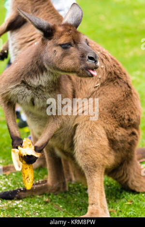 Close-up auf ein Känguru Essen eine Banane mit lustigem Gesicht Stockfoto