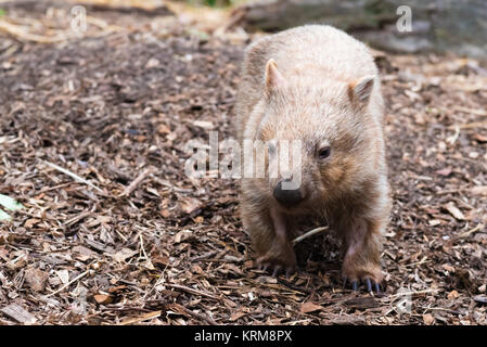 Close-up auf einem Wombat, Australian native Tier Stockfoto