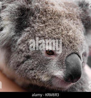 Close-up auf Australian Koala Bär einheimische Tier Stockfoto