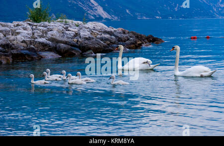 Schwäne auf dem See. Schwäne mit nestlingen. Schwan mit Küken. Mute swan Familie. Stockfoto