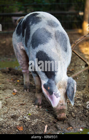 großen Schwein auf einem Bauernhof Stockfoto