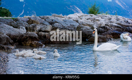 Schwäne auf dem See. Schwäne mit nestlingen. Schwan mit Küken. Mute swan Familie. Stockfoto