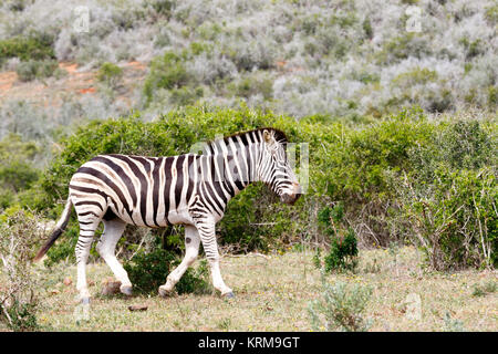 Zebra zu Fuß entfernt von dem Stamm Stockfoto