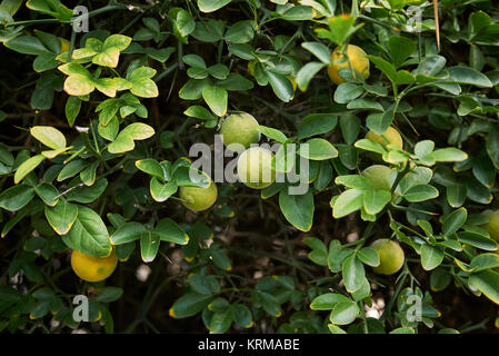 Poncirus trifoliata Stockfoto