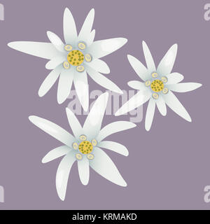 Edelweiss Blumen. Weiße Blüten. Stockfoto