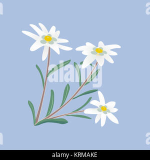 Edelweiss. Blüten und Blätter. Stockfoto