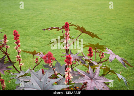 Ricinus communis Stockfoto