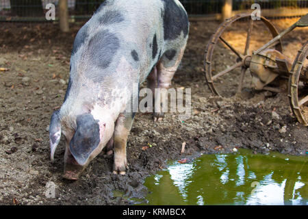 großen Schwein auf einem Bauernhof Stockfoto