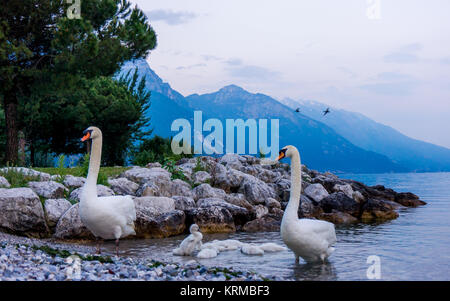 Schwäne auf dem See. Schwäne mit nestlingen. Schwan mit Küken. Mute swan Familie. Stockfoto