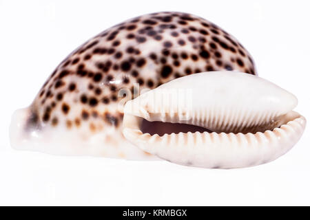 Muscheln von Tiger cowry auf weißem Hintergrund Stockfoto