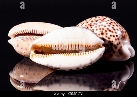 Muscheln von Tiger cowry auf schwarzem Hintergrund Stockfoto