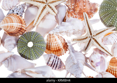 Hintergrund der bunten verschiedene Arten von Muscheln Stockfoto