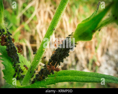 Makro-ansicht des schwarzen Blattläuse (lat.: Aphidoidea) auf grüne Pflanze Stengel mit roten Ameisen (lat: Myrmica rubra), die die Blattläuse Milch. Stockfoto
