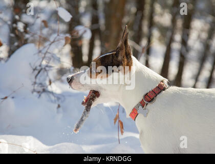 Nahaufnahme Seite Profil eines Jack Russell Terrier Hund halten einer Schnee Holz stick in ihren Mund auf einem sonnigen verschneiten Wintertag abgedeckt. Stockfoto