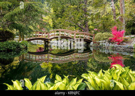 Brücke und Ahorn Baum, japanischer Garten, Hatley Park, Hemlocktannen, Greater Victoria, British Columbia, Kanada Stockfoto