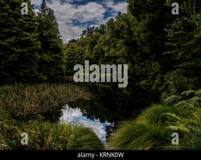 Native Wald- und Sumpfgebiet, Ohinetonga Lagune, Owhango, Ruapehu District, Neuseeland Stockfoto