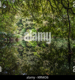 Native Wald in Ohinetonga Lagune, Owhango, Ruapehu District, Neuseeland wider Stockfoto