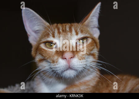 Eine Nahaufnahme Porträt einer jungen männlichen Tabby cat Stockfoto