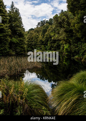 Native Wald- und Sumpfgebiet, Ohinetonga Lagune, Owhango, Ruapehu District, Neuseeland Stockfoto