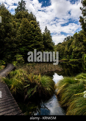 Native Wald- und Sumpfgebiet, Ohinetonga Lagune, Owhango, Ruapehu District, Neuseeland Stockfoto