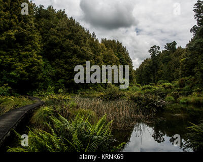 Native Wald- und Sumpfgebiet, Ohinetonga Lagune, Owhango, Ruapehu District, Neuseeland Stockfoto