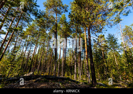 Kiefernwald an einem sonnigen Sommertag. Karelien, Russland Stockfoto