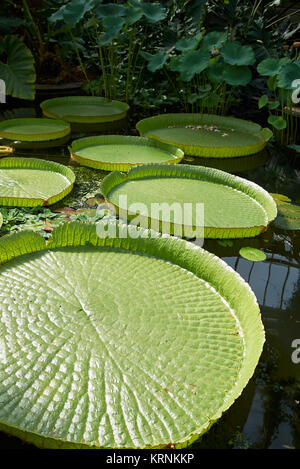 Victoria amazonica Stockfoto