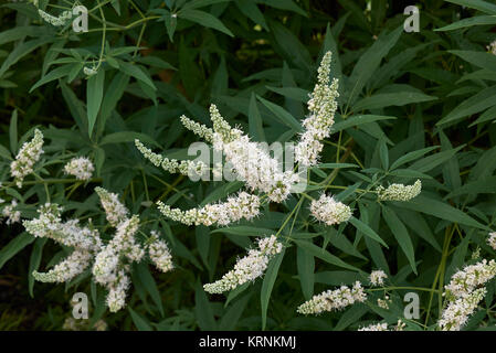 Vitex Agnus-castus Stockfoto