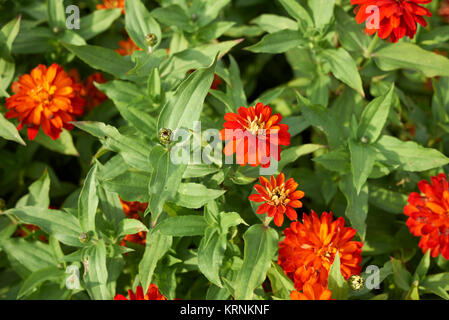 Zinnia elegans Stockfoto