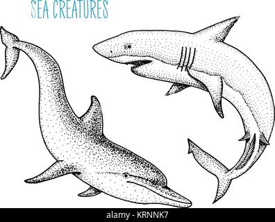 Meer Kreatur Delphin und Weißen Hai. graviert Hand in alte Skizze gezeichnet, Vintage Style. nautischen oder Marine, Monster oder Fisch. Tiere, die in den Ozean. Stock Vektor