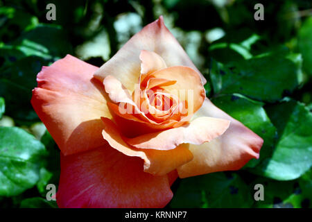 Eine Rose ist eine holzige Mehrjährige blühende Pflanzen der Gattung Rosa, in der Familie der Rosaceae, oder die Blume sie trägt. Es gibt über hundert Arten und Th Stockfoto