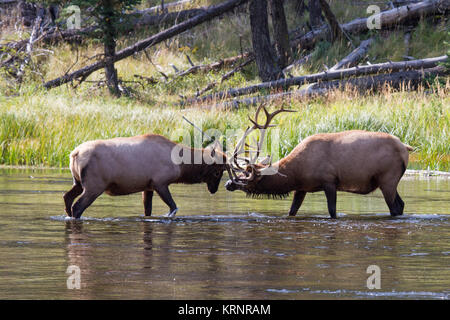 Kämpfende Wapiti Hirsche am Madison River. Kämpfen elk Stiere Madison am Fluss. Stockfoto