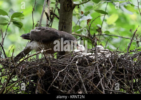 Sperber/Sperber (Accipiter nisus), fürsorgliche Frau Fütterung die frisch geschlüpften Küken, Wildlife, Europa. Stockfoto