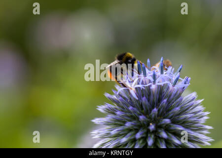 Hummel auf Thistle Stockfoto