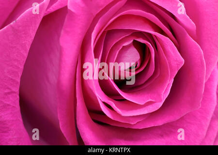 Mitte der Blume rote Rose Nahaufnahme. Stockfoto